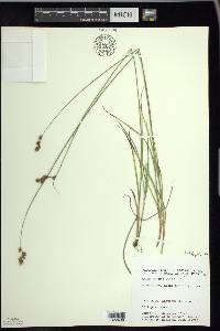 Carex foenea image