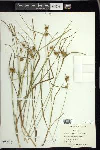 Carex flava image