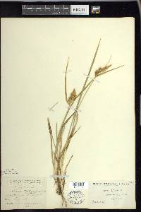 Carex flava image