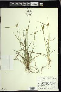 Carex flava image