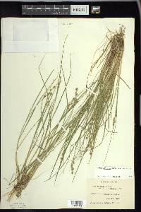 Carex echinata image