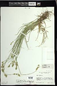 Carex foenea image