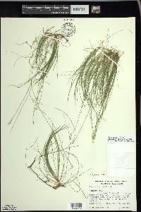 Carex eburnea image