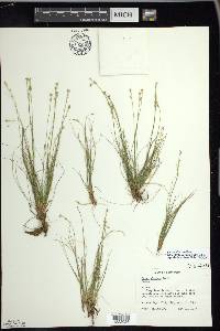 Carex eburnea image