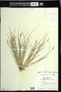 Carex echinata image