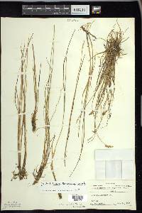 Carex echinata image