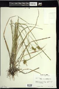 Carex flava image