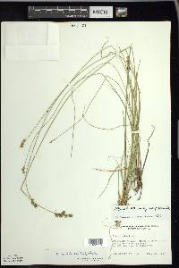 Carex echinata image