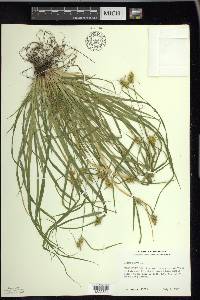 Carex flava image