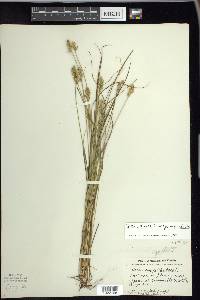 Carex echinata image