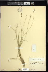 Carex echinata image