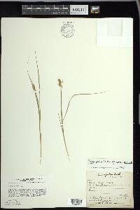 Carex echinata image