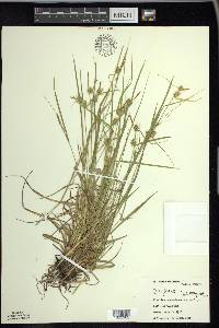 Carex flava image