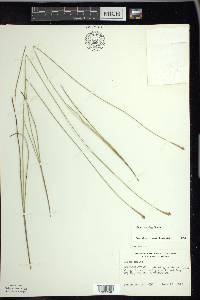 Carex exilis image