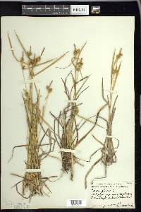 Carex flava image