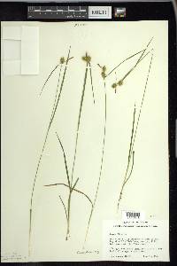 Carex flava image