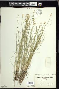 Carex echinata image