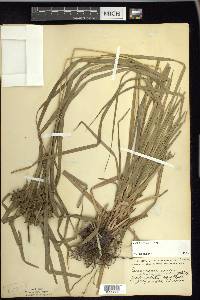 Carex grayi image