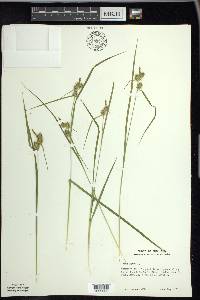 Carex flava image