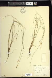 Carex exilis image