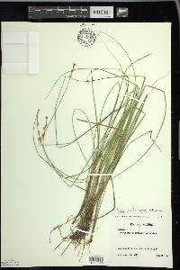 Carex echinata image