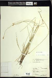 Carex exilis image