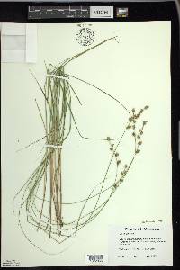 Carex echinata image