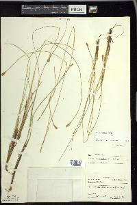 Carex exilis image