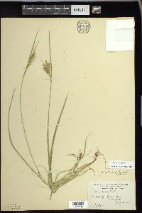 Carex garberi image