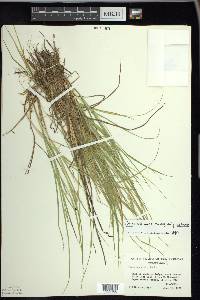 Carex echinata image