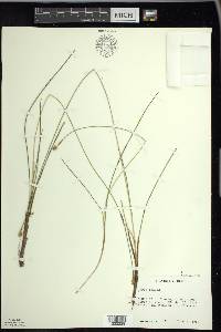 Carex exilis image