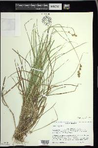 Carex foenea image