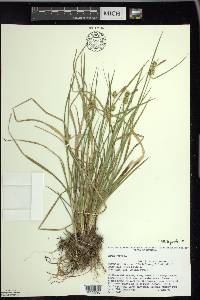 Carex flava image