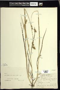 Carex foenea image