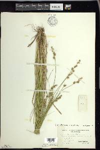 Carex echinata image