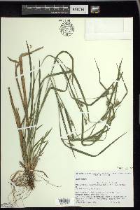 Carex grisea image