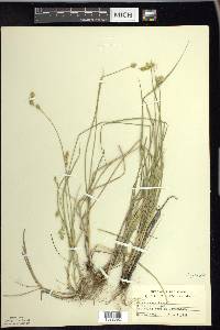 Carex foenea image