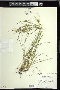 Carex flava image