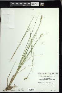 Carex echinata image