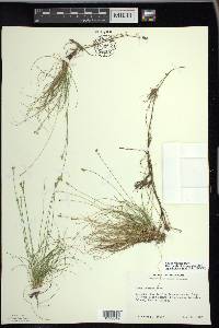 Carex eburnea image