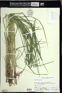 Carex emoryi image