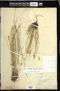 Carex echinata image