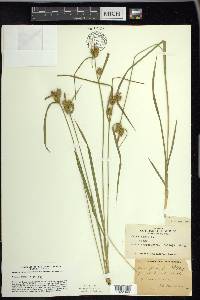 Carex flava image