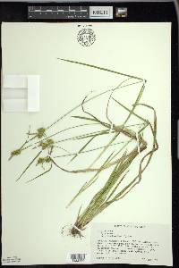 Carex flava image