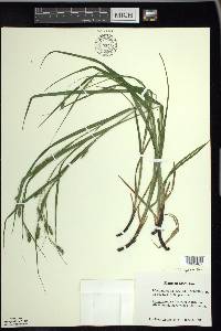 Carex formosa image