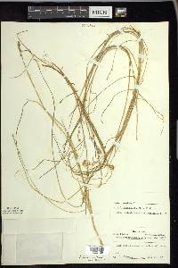 Carex echinata image