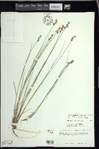 Carex echinata image