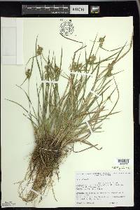 Carex flava image