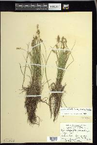 Carex echinata image