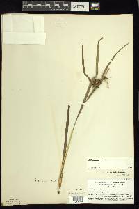 Carex grayi image
